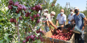 EĞİRDİR’DE ELMA HASAT FESTİVALİ DÜZENLENECEK