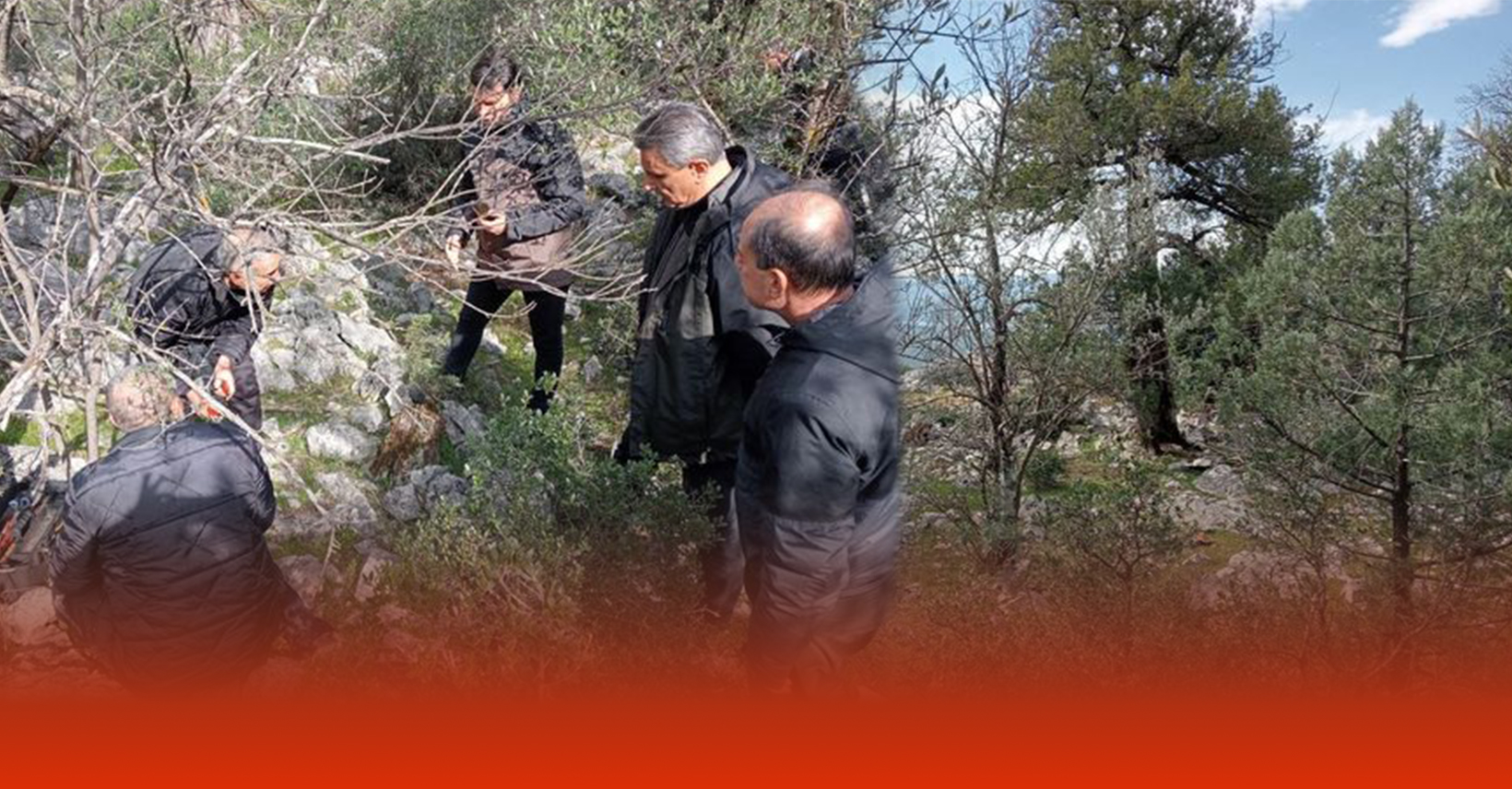 Delice Zeytinleri İçin Seferber