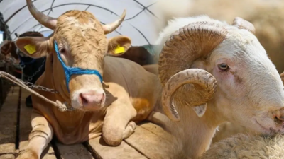 Kurbanlık Fiyatlarına Dev Zam: Yüzde 90 Artış!