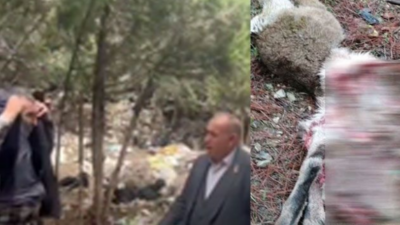 Çobana Kurt Saldırdı