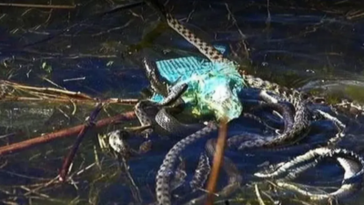 Eğirdir Gölü’nde çok sayıda yılan görüldü