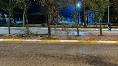 Gökçay’da Kontrolden Çıkan Otomobil Ağaca Çarptı