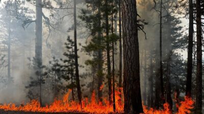 Yıldırım Düşmesi Sonucunda 2 Dönümlük Alan Yandı