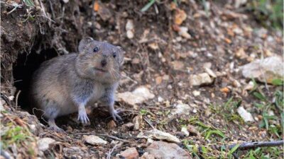 Zehirli Buğdaylar İşe Yaramadı, Tarla Fareleri Büyük Zarar Verdi