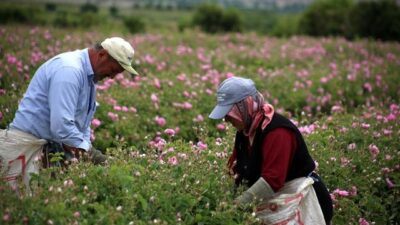 Gül Kokusuyla Sarılan Şehir: Isparta’da Gül Hasadı Başladı