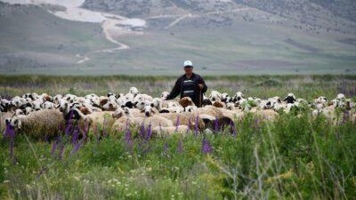 “Sürü Merada, Çoban Karavanda” Projesi ile Küçükbaş Hayvancılığın Gelişimi Destekleniyor