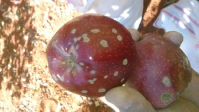 Isparta Tarım ve Orman Müdürlüğü, Elma Üreticilerine İç Kurdu İlaçlama Hatırlatması Yaptı