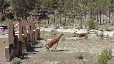 Isparta’ya 5 alageyik bırakıldı