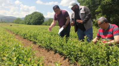 Klon Anaç Damızlığı kontrolleri başladı
