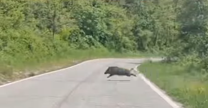 Eğirdir’de, açlıkla mücadele eden
