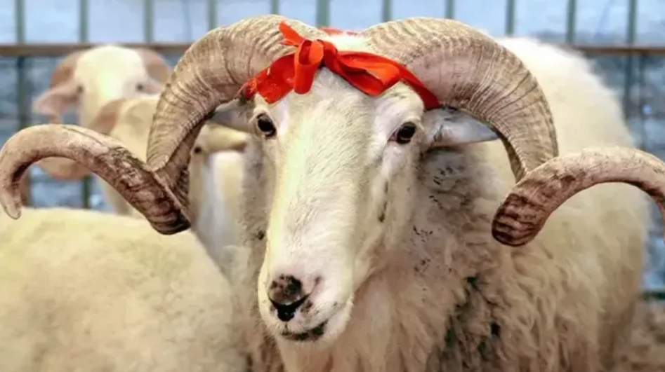 Emniyet Genel Müdürlüğü (EGM),