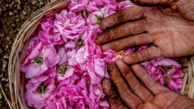 Bu yıl gül çiçeği taban fiyatı neden açıklanmadı?