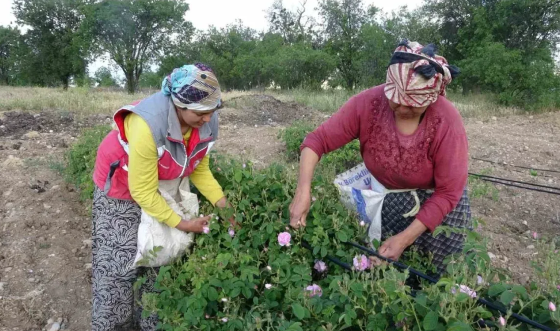 Türkiye’nin gül bahçesi Isparta’da