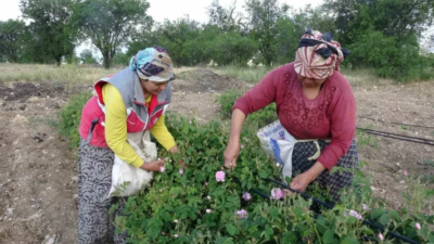 Isparta’yı bu yıl gül kokusu erken sardı