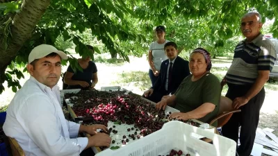 Isparta’da Hasat Zaman : Günlük Yevmiye Fiyatları Ne Kadar ?