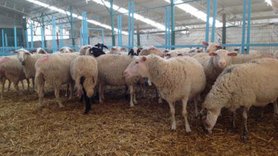 Bayramda Et Parçalama: Isparta’da Ücretler Ne Kadar?