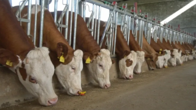 Bu Yıl Kurban Kesim Bedelleri Ne Kadar ?