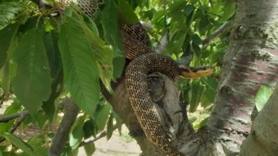 Isparta’da Vatandaşın Evine Yılan Girdi
