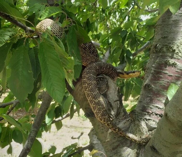 Isparta’da bir vatandaş, evine