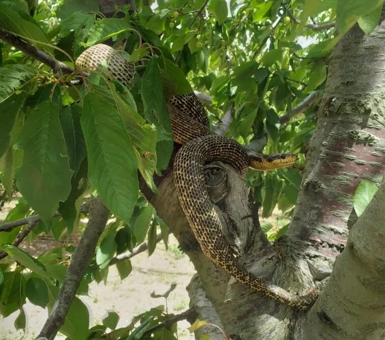 Isparta’da Vatandaşın Evine Yılan Girdi