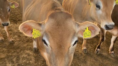 Isparta’da Yeni Bir Adım: Jersey Sığır Çiftliği Kuruldu