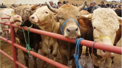 Isparta Hayvan Pazarında Fiyatlar Düştü