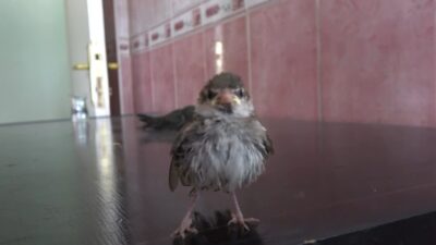 Isparta’da yavru kuşlar tedavi altına alındı