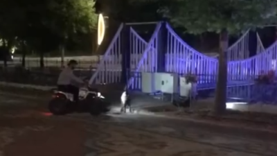 Isparta’da Yaban Domuzları Andık Deresine İndi