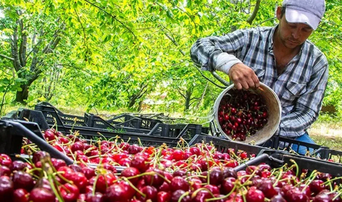 Isparta’da 2024 yılı kiraz