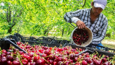 Kiraz işçilerine verilecek ücret belli oldu