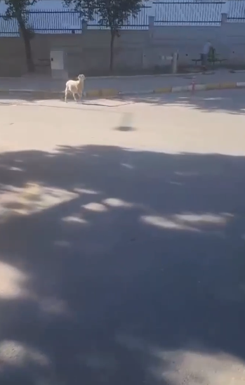 Isparta’da sahibinden elinden kaçan