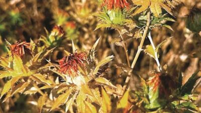 Isparta’da Çiftçilere Destek