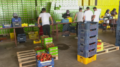 Deregümü Domatesi: Isparta’nın Ekonomik Gücü!