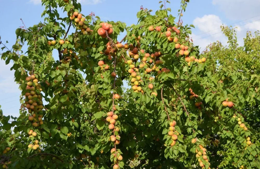 Isparta'nın Yalvaç ilçesinde kayısı