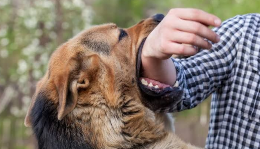 Isparta’da köpek, sahibi H.D.nin