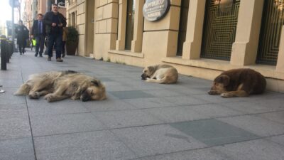 CHP’den Sokak Hayvanlarına Ötenazi Uygulamasına Tepki!
