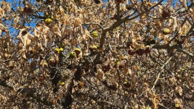 Kuraklık Eğirdir Gölü’nü Vurdu: Köylülerden Su Talebi