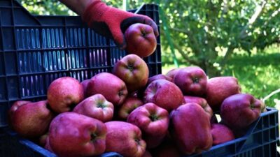 Isparta, Türkiye’nin Elma Üretiminde Zirveye Çıktı!