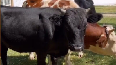 Ortaya renkli görüntüler çıktı