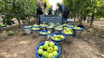 Isparta’da Elma Fiyatları 14-16 Lira Arasında!