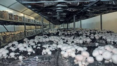 21 Yaşındaki Girişimcinin Hayallerini Gerçekleştirdi