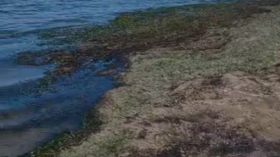 Ücretli Alanın Plajı Kullanılamaz Hale Geldi