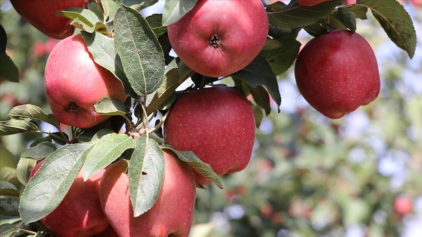 Isparta’da Elma Hasat Sezonu Başladı ve Rekolte Artışı Bekleniyor