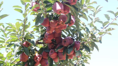 Isparta’da Elma Üreticilerine Kalıntı Uyarısı