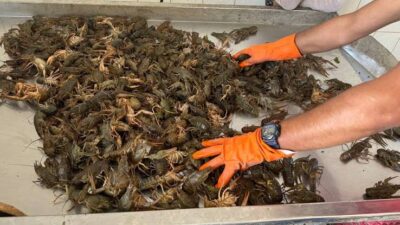 Denetimlerde 200 kerevit sepeti ele geçirildi