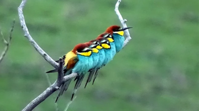 Arı Kuşunu Avlayan Kaçak Avcılar Yakalandı