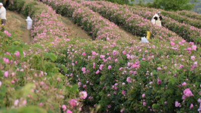 Gülçiçeği’nin Kilogram Bedeli Belli Oldu