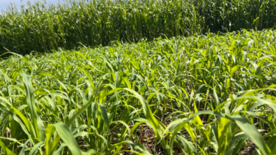 Sorgum Sudan Otu Melezi Hasadı Yüzleri Güldürdü