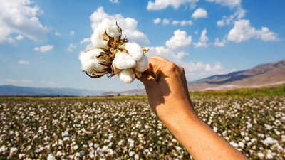 Pamuk Toplama Fiyatları Belli Oldu: Dekara 1250 TL