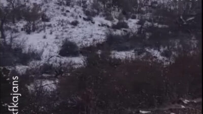 Bağıllı Köyünde Yola İnen Domuzlar Tehlike Saçıyor